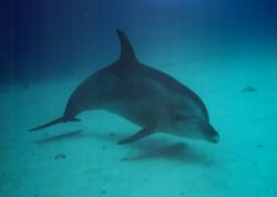 hover, while teaching students to hover a dolphin came by... by David Thompson 